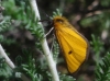 Heliothea discoidaria (Boisduval, 1840)