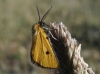 Heliothea discoidaria (Boisduval, 1840)