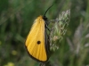 Heliothea discoidaria (Boisduval, 1840)