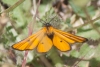 Heliothea discoidaria (Boisduval, 1840)