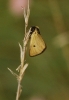 Heliothea discoidaria (Boisduval, 1840)