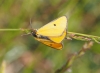 Heliothea discoidaria (Boisduval, 1840)