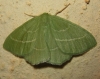 Hemistola chrysoprasaria (Esper, 1795)