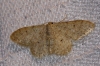 Idaea albarracina (Reisser 1934)