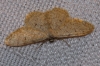 Idaea albarracina (Reisser 1934)