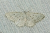 Idaea albarracina (Reisser 1934)