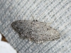 Idaea albarracina (Reisser 1934)