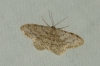 Idaea alyssumata (Himminghoffen & Millire, 1871)