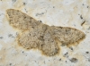 Idaea alyssumata (Himminghoffen & Millire, 1871)