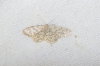 Idaea alyssumata (Himminghoffen & Millire, 1871)