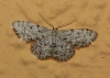Idaea alyssumata (Himminghoffen & Millire, 1871)