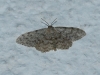 Idaea alyssumata (Himminghoffen & Millire, 1871)