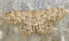 Idaea alyssumata (Himminghoffen & Millire, 1871)