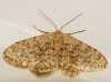 Idaea alyssumata (Himminghoffen & Millire, 1871