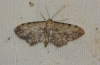 Idaea attenuaria (Rambur, 1833)