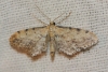 Idaea attenuaria (Rambur, 1833)