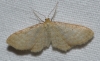 Idaea bigladiata (Herbulot, 1975)