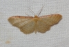 Idaea bigladiata (Herbulot, 1975)