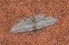 Idaea calunetaria (Staudinger, 1859)