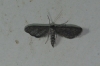 Idaea carvalhoi (Herbulot, 1979)