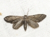 Idaea carvalhoi (Herbulot, 1979)