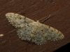 Idaea cervantaria (Millire, 1869)