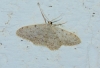 Idaea cervantaria (Millière, 1869)