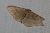 Idaea degeneraria (Hübner, 1799)