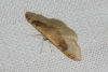 Idaea degeneraria (Hübner, 1799)