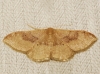 Idaea degeneraria (Hbner, 1799)