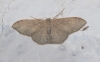 Idaea degeneraria (Hübner, 1799)