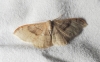 Idaea degeneraria (Hübner, 1799)