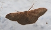 Idaea degeneraria (Hübner, 1799)