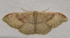 Idaea degeneraria (Hübner, 1799)