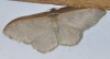 Idaea degeneraria (Hübner, 1799)