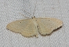 Idaea elongaria (Rambur, 1833)