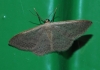 Idaea eugeniata (Millière, 1870)