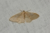 Idaea eugeniata (Millière, 1870)
