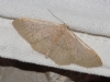 Idaea eugeniata (Millière, 1870)
