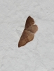 Idaea eugeniata (Millière, 1870)