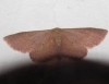 Idaea eugeniata (Millière, 1870)