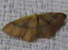 Idaea eugeniata (Millière, 1870)