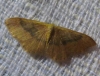 Idaea eugeniata (Millière, 1870)