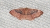 Idaea eugeniata (Millire, 1870)