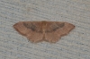 Idaea eugeniata (Millière, 1870)