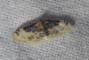 Idaea filicata (Hbner, 1799)