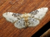 Idaea filicata (Hbner, 1799)