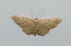 Idaea fuscovenosa (Goeze, 1781)