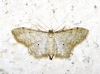 Idaea fuscovenosa (Goeze, 1781)
