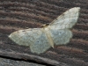 Idaea fuscovenosa (Goeze, 1781)